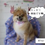 笑顔ポメラニアン