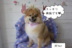 笑顔ポメラニアン