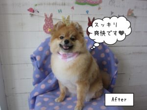 笑顔ポメラニアン