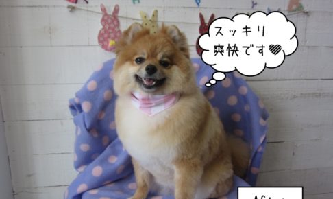 笑顔ポメラニアン