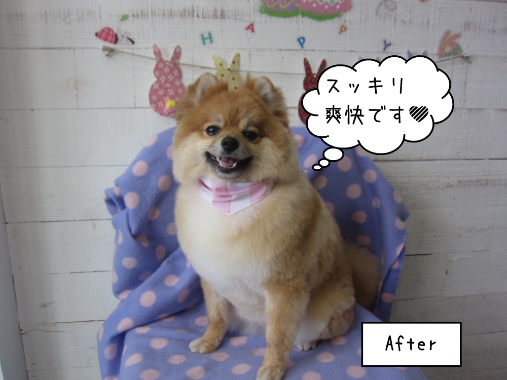 笑顔ポメラニアン