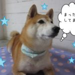 キリッとした豆柴