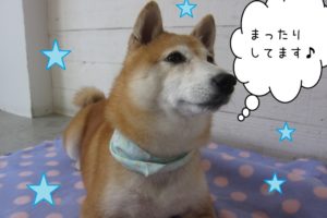 キリッとした豆柴