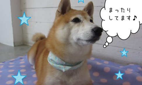 キリッとした豆柴