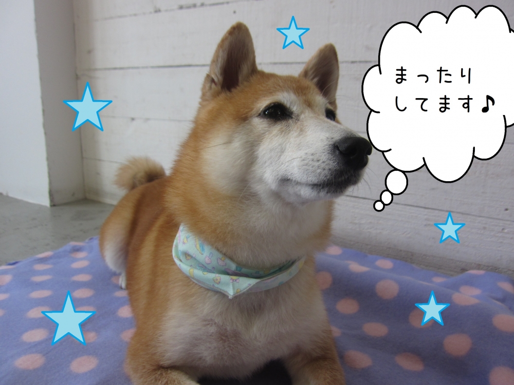 キリッとした豆柴