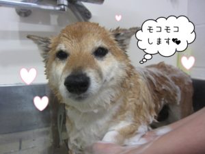 シャンプー中柴犬