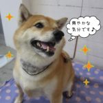 優しい笑顔柴犬