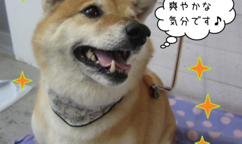 優しい笑顔柴犬