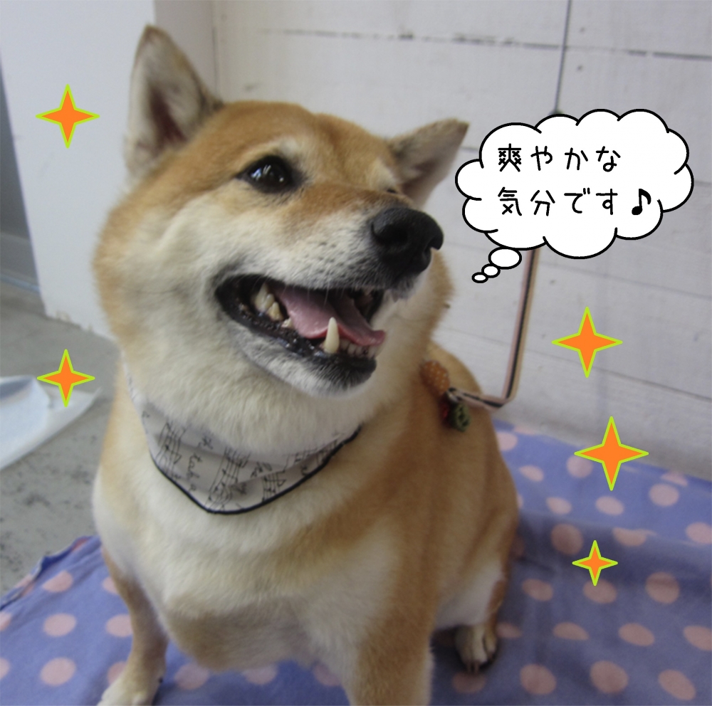 優しい笑顔柴犬