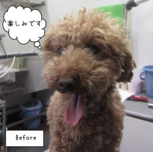カット後トイプードル