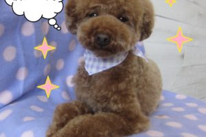 くつろぎトイプードル