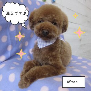 くつろぎトイプードル