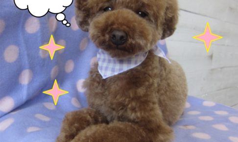 くつろぎトイプードル