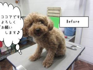 カット前トイプードル
