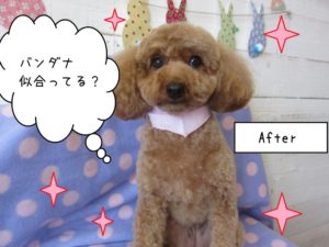 カット後トイプードル