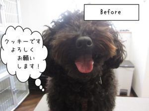 カット前トイプードル