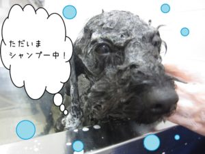 シャンプー中トイプードル