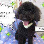 黒トイプードル