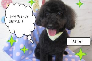 黒トイプードル