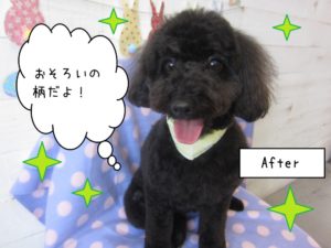 黒トイプードル