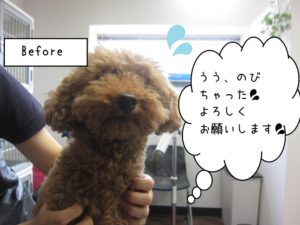 カット前トイプードル