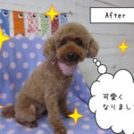 おすましおすわりトイプードル