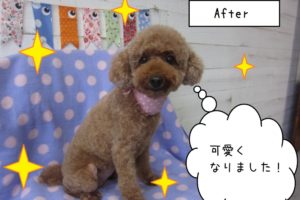 おすましおすわりトイプードル