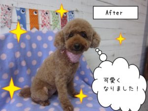 おすましおすわりトイプードル