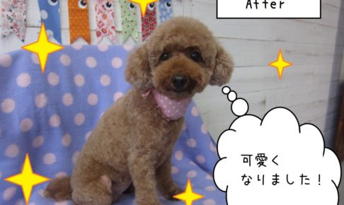 おすましおすわりトイプードル