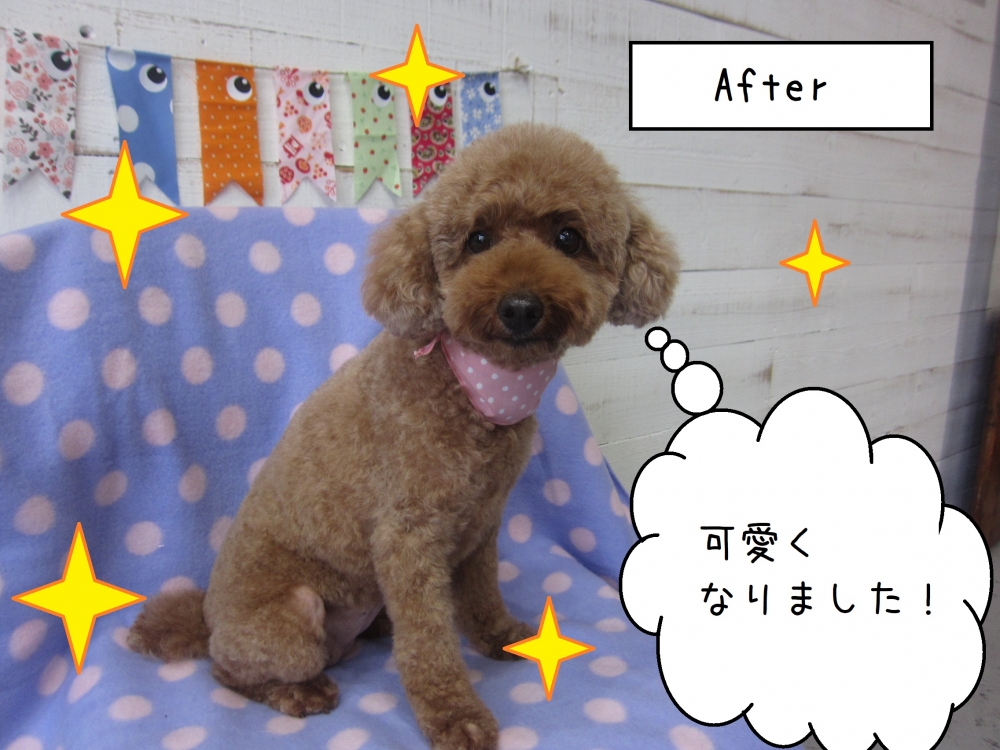 おすましおすわりトイプードル