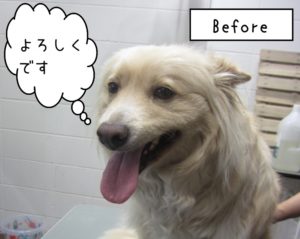 カット前ミックス