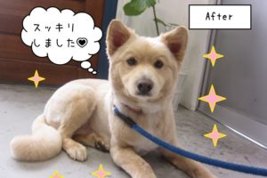 すっきりミックス