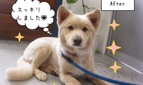 すっきりミックス