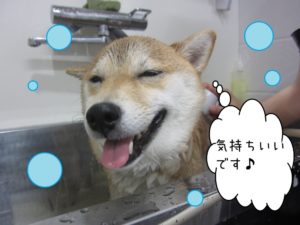 シャンプー中柴犬