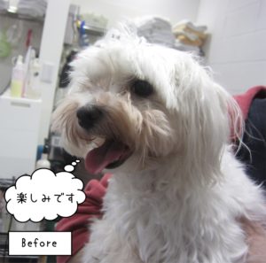 カット前マルチーズ