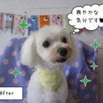 おすましマルチーズ