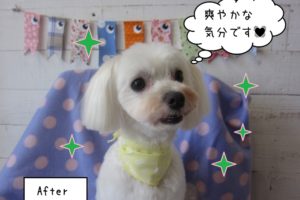 おすましマルチーズ