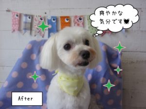 おすましマルチーズ