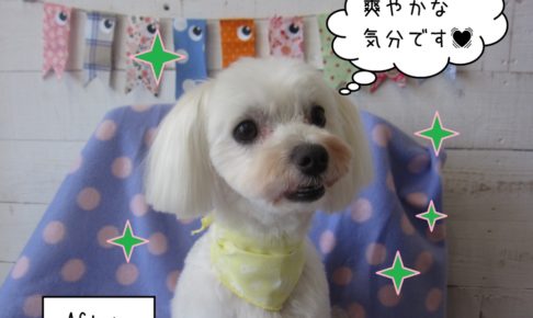 おすましマルチーズ