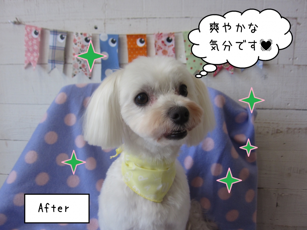 おすましマルチーズ