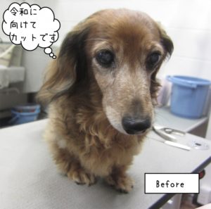 カット前ミニチュアダックス