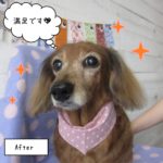 おすましミニチュアダックス