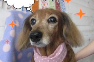 おすましミニチュアダックス