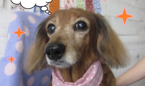 おすましミニチュアダックス