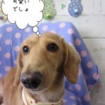 イチゴ柄ミニチュアダックス