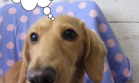 イチゴ柄ミニチュアダックス