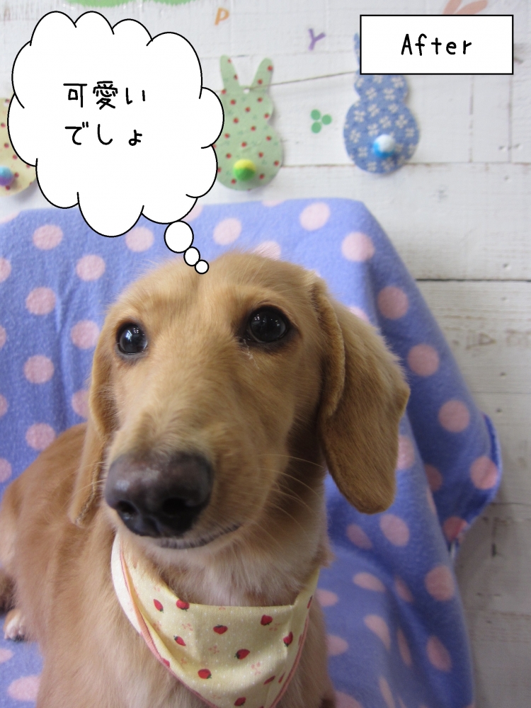 イチゴ柄ミニチュアダックス