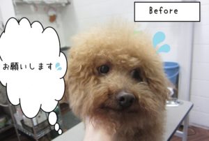 カット前トイプードル