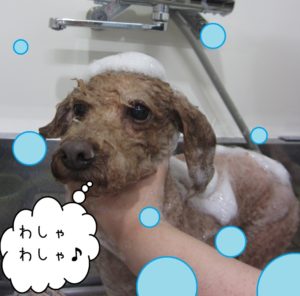 シャンプー中トイプードル