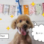 笑顔トイプードル